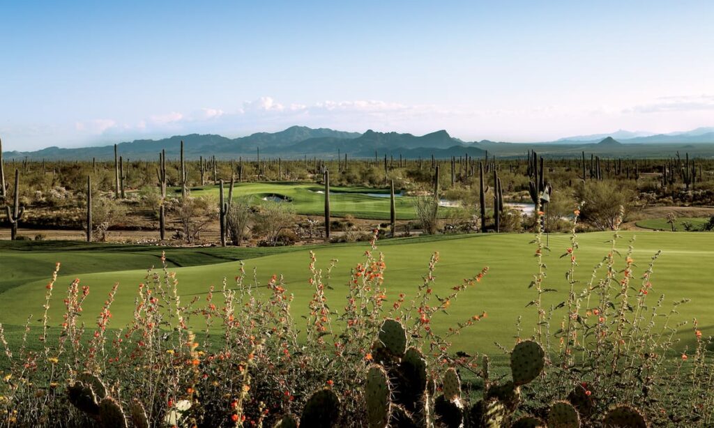 dove-mountain-gallery-cactus-on-golf-course
